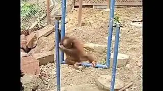 #monkey#love#funny#reels