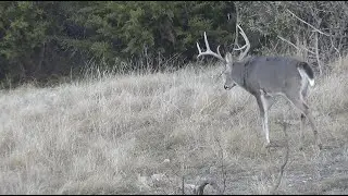 Mid-December Bow Hunting West Texas Whitetails