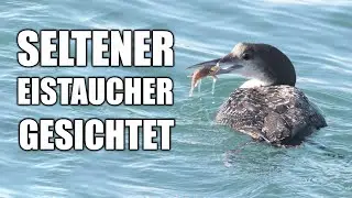 Eistaucher - seltener Wintergast am Rhein