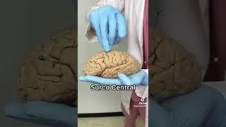 Anatom&iacute;a cerebral 🧠 #anatomy  #medicina #enfermeria #psicologia