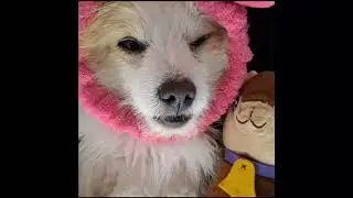 Dog Sleeping ASMR |♡ focus,Sleep & Studying