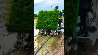 Grow and Harvest crops plant #growway #crops #shorts #subscribe #everyone