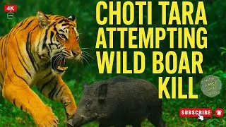 🐅The Grand Finale Safari 2025 🎬🔥 | Magical Encounter with Queen&nbsp;Choti&nbsp;Tara&nbsp;👑✨