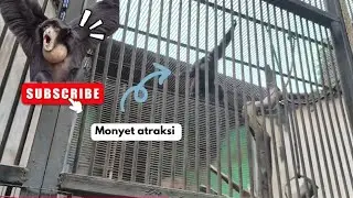 Keluarga Monyet Lucu Banget #trending #monkey 