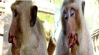Much pity poor Leader monkey Achap, Very hurt Wound mouth. So sad.