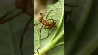 Die Acromyrmex octospinosus sind wahre Pilzg&auml;rtner!