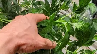 Branching and Node spacing