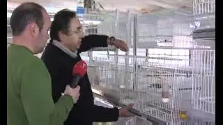 Roban 200 pájaros de competición en Talavera