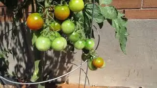 Single Stem Tomatoes