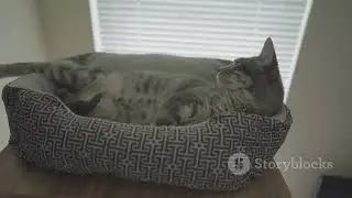 #CatVideo#CatPhotography#Petstagram#DailyMeow#CatContent #Cat#CatsOfInstagram#CatLovers#CuteCats#Kit