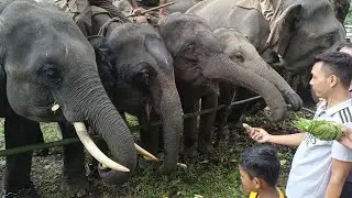 Elephant Feeding 🐘🐘|| Manas National Park