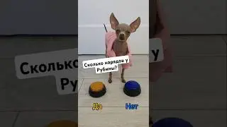 Вопросы часть 999 #toyruby #shorts