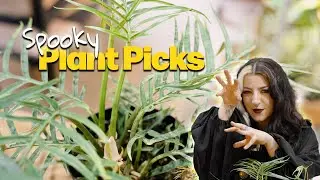 10 Spooky Plants Perfect for Halloween 👻🪴 | Houseplants with Dark and Gothic Vibes