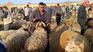 مباشرة من الخميس تاوجطات 31/7/2025 أثمنة الحولي والخروف الكسابي والنعجة وخروفة ماعز جديان فرجة ممتعة