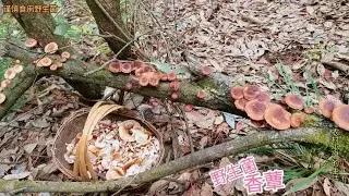 今年雨水来的早，香蕈野生菌已经出了，第一次上山捡这么多