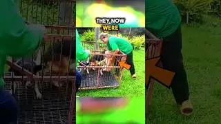 AMAZING! Handicapped DOGS Finally Go Outside!😌💖😇