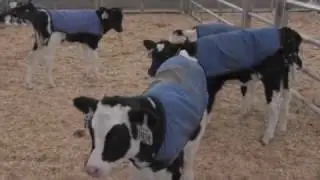 Dairy in Vermont: 'A Difficult Situation'