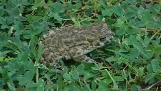 bufotes viridis