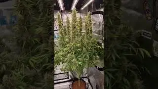 Spider Farmer Grow Lights in Action! Thanks for sharing!