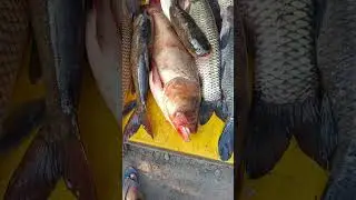 fish and mirgal fish