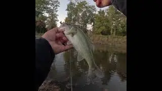 NICE Ditch Pickle on the Bobby Garland BABY SHAD! #shorts #shortvideo #fishing #bassfishing #bass