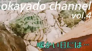 okayado channelなんの変哲もないオカヤドカリの日常【4】