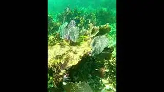 Coralscape of coral reef #coral #coralreef #arrecifedecoral #coralscape