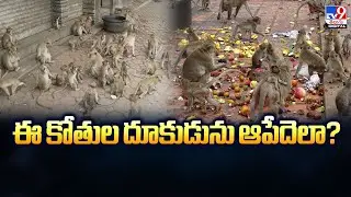 ఈ కోతుల దూకుడును ఆపేదెలా? | Warangal - TV9