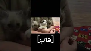 #cat #قطه #يتيم #لعب #cat_features #play #playlist