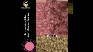Ants can detect the scent of cancer in urine.