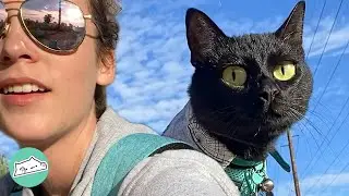 Cat Was Bored In City Until Girl Took Him Hiking | Cuddle Cats