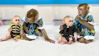 Monkey Kaka was surprised when Monkey Mit wore beautiful clothes