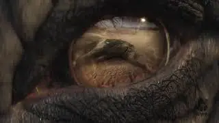 WWF elephants Christmas advert 2017