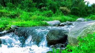 Freshwater Stream Sounds for Massage, Anxiety Relief, Sleep