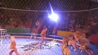 Keine Wildtiere im Zirkus ! L&ouml;we attackiert Dompteur