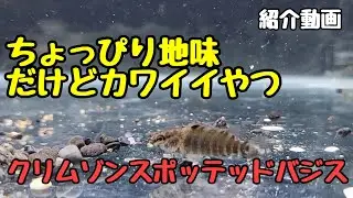 カワイイ小型バジス！クリムゾンスポッテッドバジス紹介