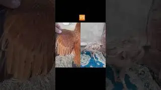 aseel madi#cheenaaseel #aseellovers #ytshorts#trendingshorts  #shortsfeed #chicken#birds