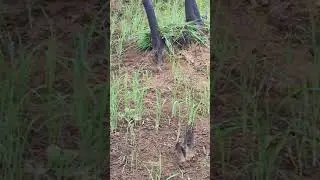 Cleaning village paddy field before and after view
