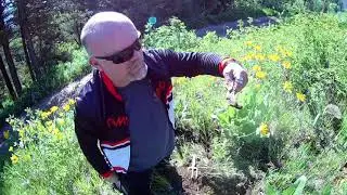 Foraging For Arrowleaf Balsamroot