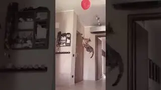 OMG funny animals  cutes #short