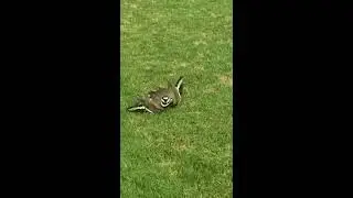 Killdeer Bird antics