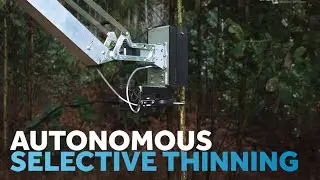 Autonomous Selective Thinning of Eucalyptus Stems