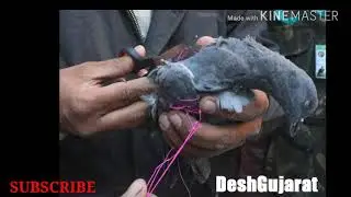 uttarayan-Bird-pigeon rescued-pigeon rescue-kite flying frenzy-rescue-Uttarayana