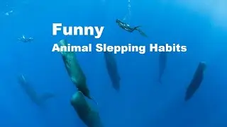 How do whales sleep without drowning? Animals sleeping habits Funny and Interesting