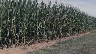 Full Corn Growing Timelapse - Field activities 2024