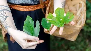 Ep. 7: Rebecca Beyer on syncretism in Appalachian Folk Herbalism, moral questions surrounding...