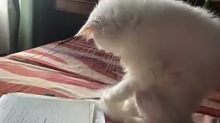 Cầm bút khó phết