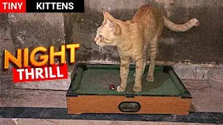 Energetic Kitten Night Thrill Due To Cat Food Outcome