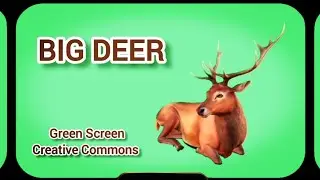 DEER VIDEO ON THE GREEN SCREEN. FOOTAGE ANIMATION DEER.