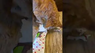 A dog that opens Christmas gifts 😂